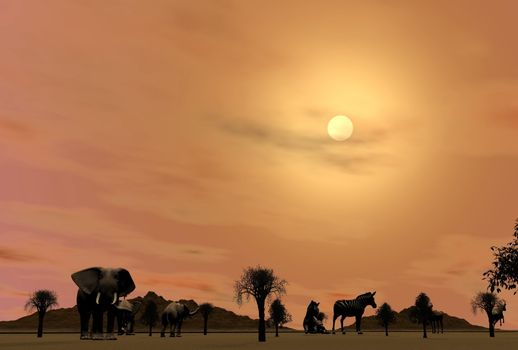 Wild animals as elephant, zebra and in the savannah by sunset