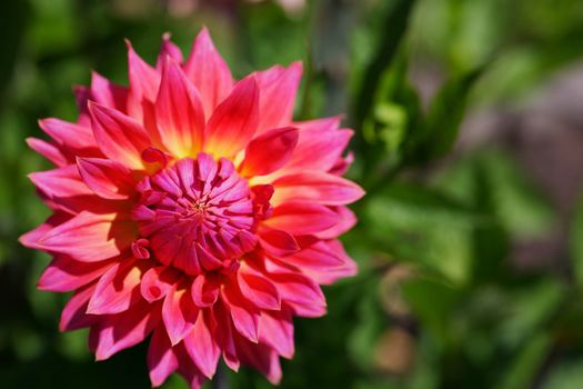 Close up a single pink and yellow dahlia flower with soft green background
