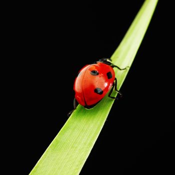 ladybug on grass isolated black background