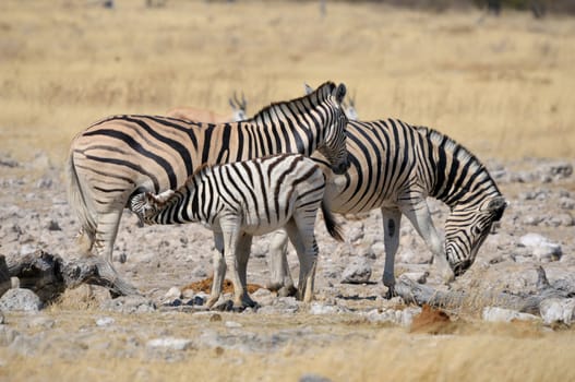 Zebra foal suckling, Etosha National Park, Namibia