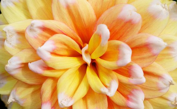 Close up of a White tipped yellow petal dahlia flower