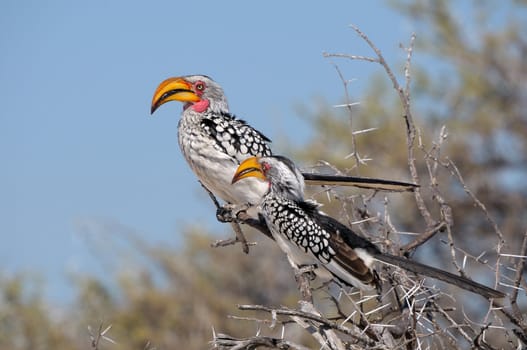 Southern Yellow-billed Hornbill, Tockus leucomelas, Etosha national Park, Namibia