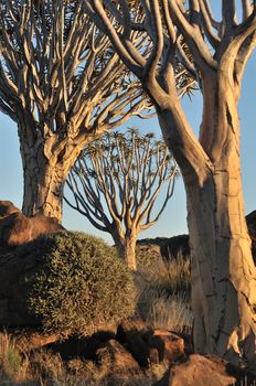 Sunrise at the Quiver Tree Forest near Keetmanshoop, Namibia