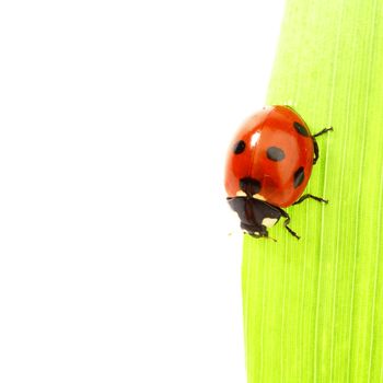 ladybug on green grass isolated white background