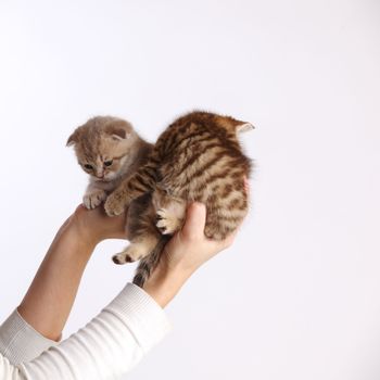 cat in hands isolated on white background