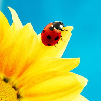 ladybug on sunflower blue background