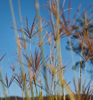 Rhodes grass Chloris gayana against blue sky backdrop