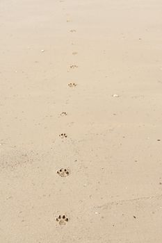 Dog footprints in sand on the beach