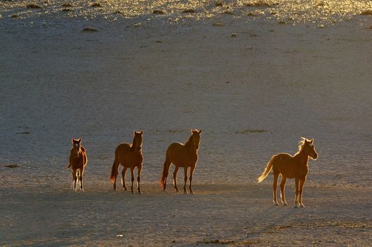 Wild Horses of the Namib near Aus, Namibia.