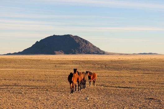 Wild Horses of the Namib near Aus, Namibia.