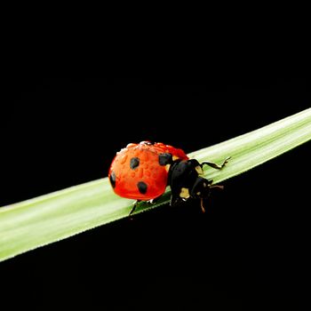 ladybug on grass isolated black background
