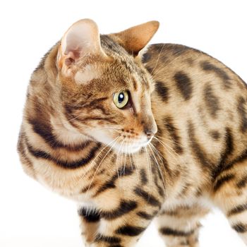 portrait of a purebred  bengal cat on a white background