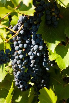 Brush of ripe grapes on the vine