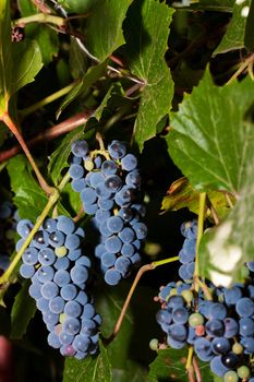 Brush of ripe grapes on the vine