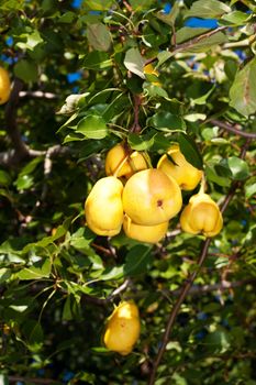 Several ripe yellow pears on a branch
