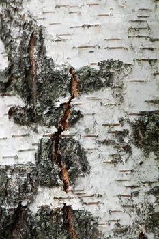 A White birch tree background
