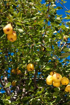 Several ripe yellow pears on a branch