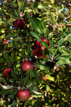 Some ripe red apples on a branch