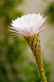 blooming cactus