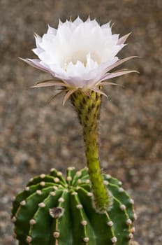 blooming cactus