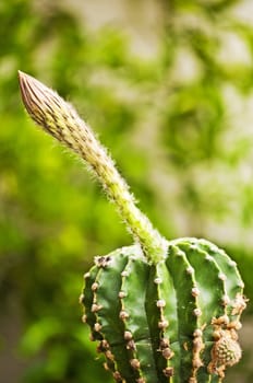 cactus Echinopsis eyriesii