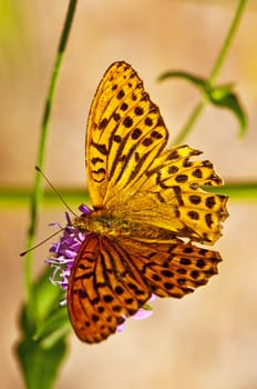 Silver-washed fritillary,Argynnis paphia