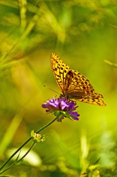 Silver-washed fritillary,Argynnis paphia