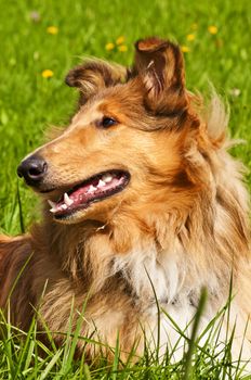 Collie dog