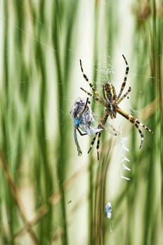 spider with cought blue-tailed damselfly