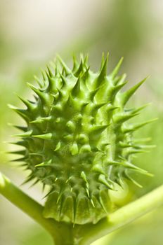 thornapple of jimson weed