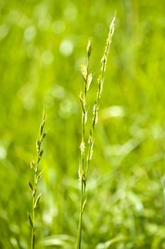 The renewable resource tall wheatgrass, energy grass