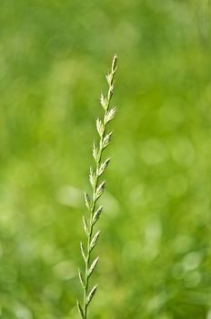 The renewable resource tall wheatgrass, energy grass