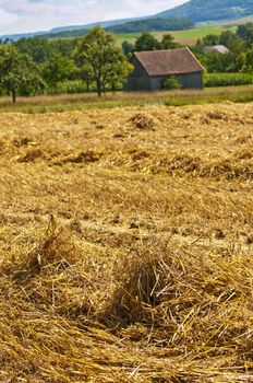 wheat harvest with panormaic view