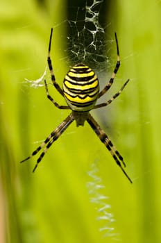 wasp spider, Argiope bruennichi,