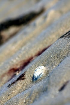 seashell in sand waves