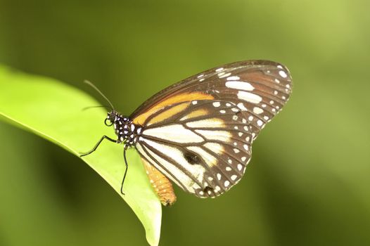 butterfly with natural green background