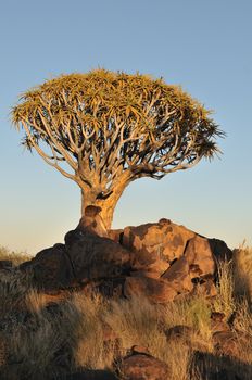 Sunrise at the Quiver Tree Forest near Keetmanshoop, Namibia with several Rock Hyrax's, Procavia capensis, basking in the sun