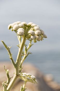 Wormwood flowers close-up with selective focus on front of inflorence