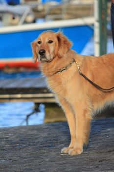 Golden retriever dog