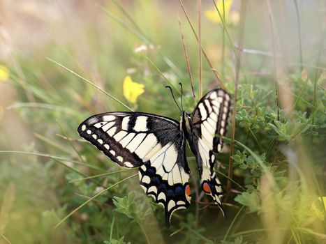 Close-up of a Swallowtail butterfly in the meadow