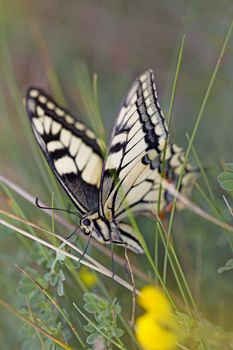 Close-up of a Swallowtail butterfly in the meadow