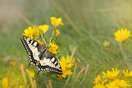 Close-up of a Swallowtail butterfly on yellow Hawkweed