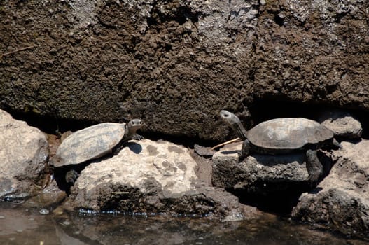 European Pond Terrapin (Emis orbicularis) turtles sunbathing on Crete island, Greece