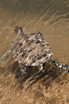 European Pond Terrapin (Emis orbicularis) turtle swimming in a pond on Crete island, Greece