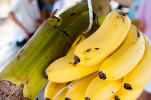 Fresh mini bananas on sale at a booth next to banana farm on Crete Island in Greece