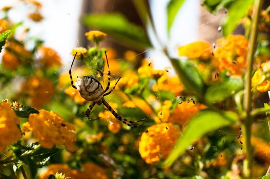 A close up of the Argiope lobata spider on yellow flowers - female, approx. 25mm large