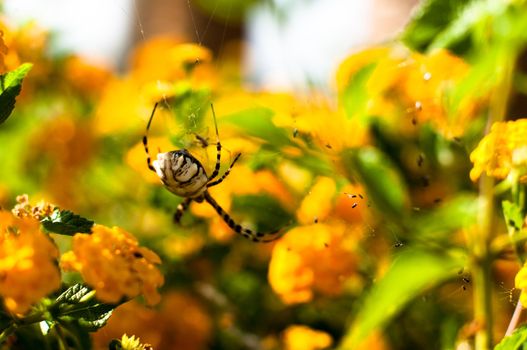 A close up of the Argiope lobata spider on yellow flowers - female, approx. 25mm large