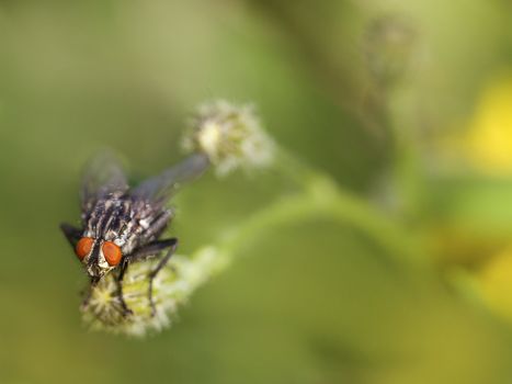 Close-up of a fly on a flower