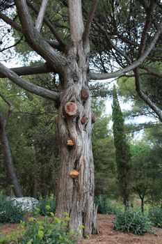 Nice old tree in park or forest at summer time