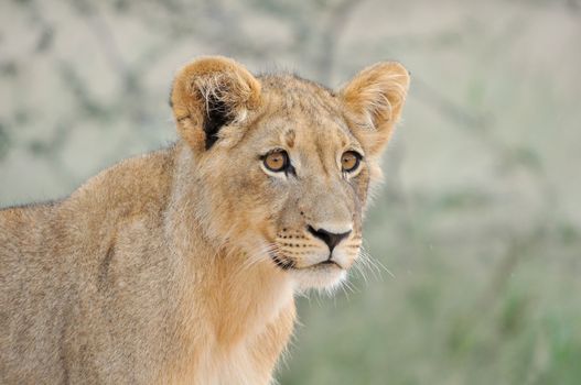 A lion cub, Kgalagadi Transfrontier Park.